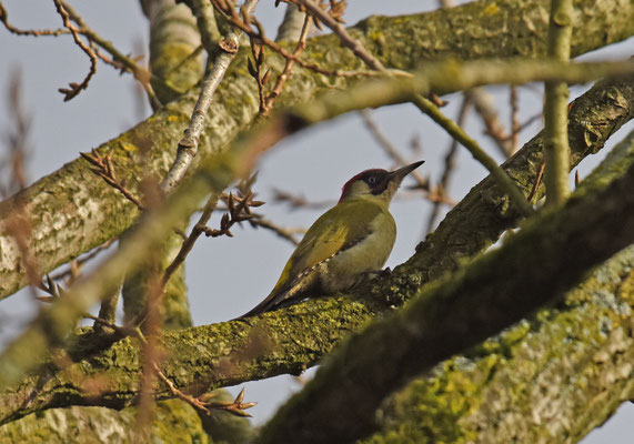 Groene specht, Zwijndrecht