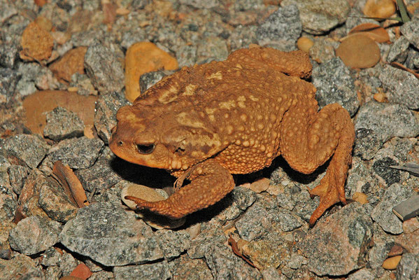 Bufo spinosus - Iberische pad/Westelijke Gewone Pad