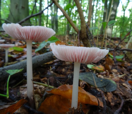Mycena pura - Gewoon elfenschermpje
