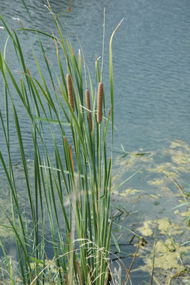 Typha angustifolia - Kleine lisdodde