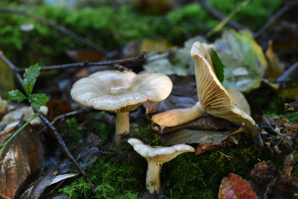 Lactarius pyrogalus - Vuurmelkzwam