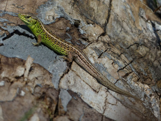 Lacerta agilis (Zandhagedis)