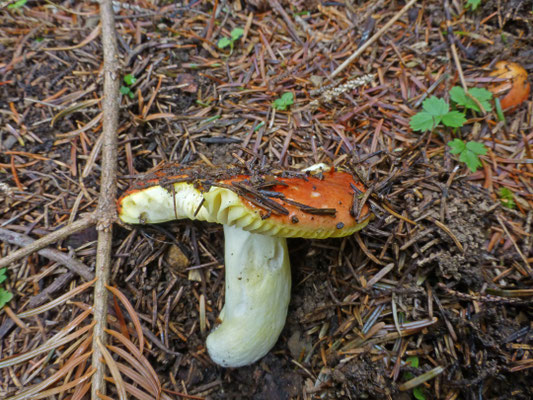 Russula aurea - Goudgele russula