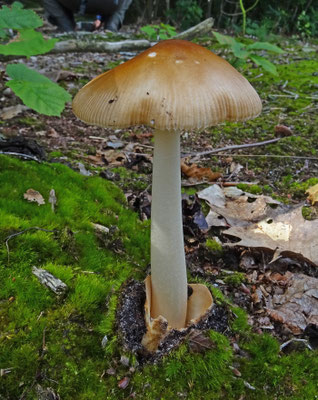 Amanita fulva - Roodbruine slanke amaniet