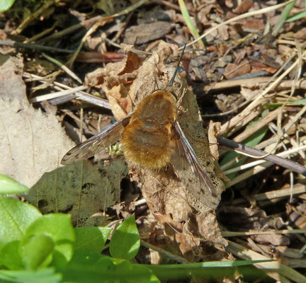 Bombylius medius - Gespikkelde wolzwever