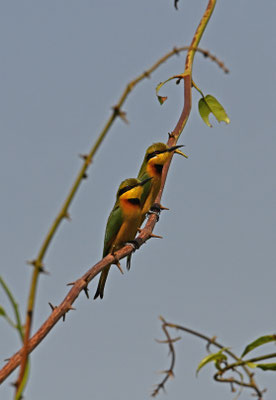 Merops orientalis - Little Green Bee-eater