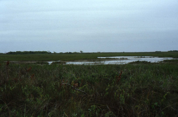 Aransas National Wildlife Refuge