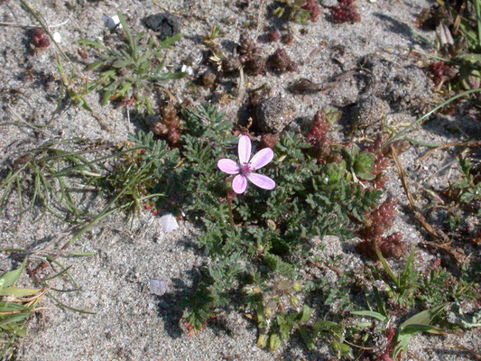 Erodium cicutarium dunense - Duinreigersbek