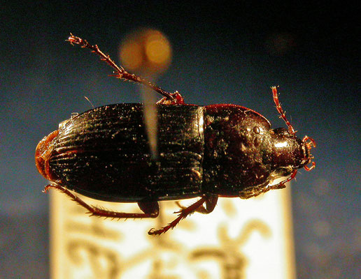 Abax exaratus