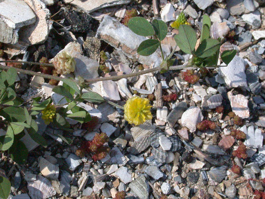 Trifolium campestre - Liggende klaver