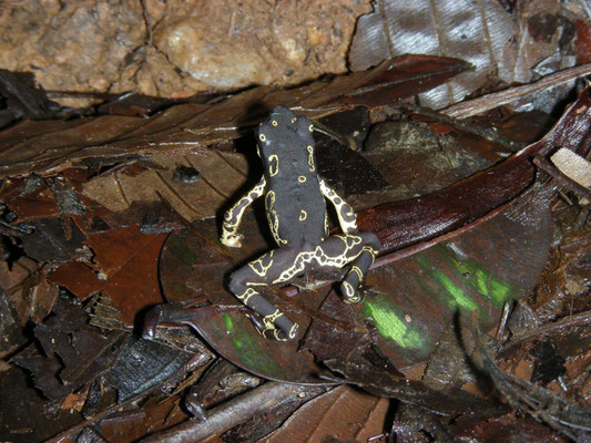 Atelopus hoogmoedi - Hoogmoed's Harlequin Toad
