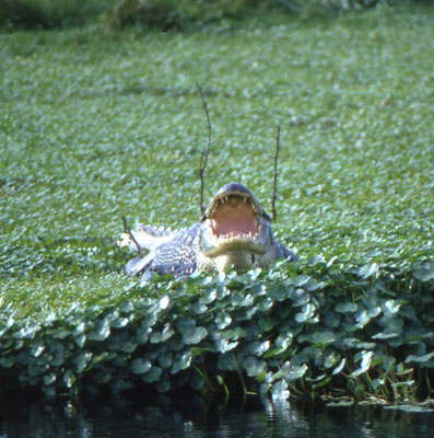 Alligator