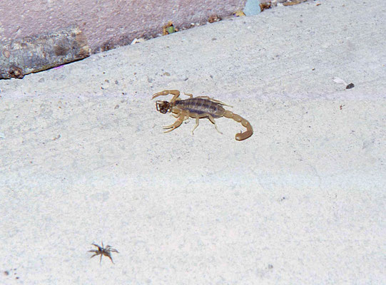 Centruroides vittatus