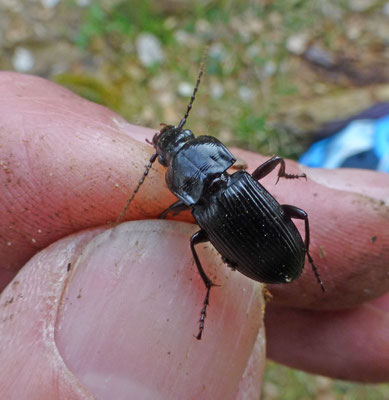 Abax parallellus