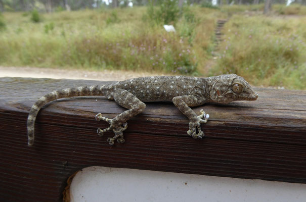 Ptyodactylus guttatus