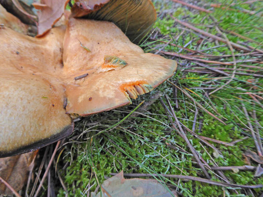 Lactarius semisanguifluus - Vaalrode melkzwam