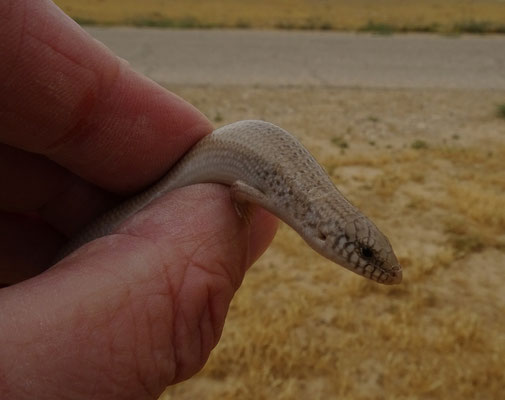 Parelskink