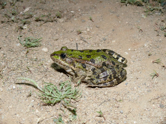 Pelophylax kurtmuelleri