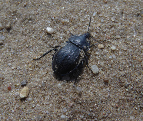 Phosphuga atrata