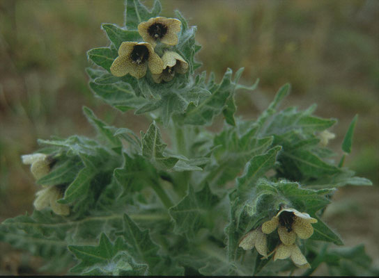 Hyoscyamus niger - Bilzekruid