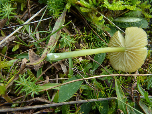 Entoloma incanum - Groensteelsatijnzwam