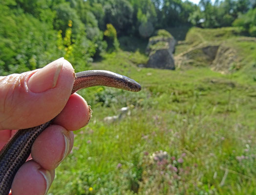 hazelworm