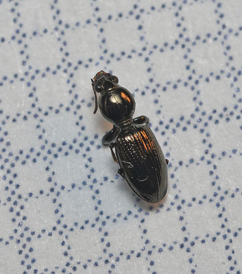 Dyschirius aeneus - Oevergravertje