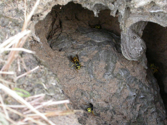 Vespula germanica - Duitse wesp