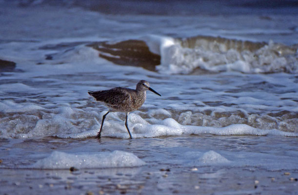 Willet