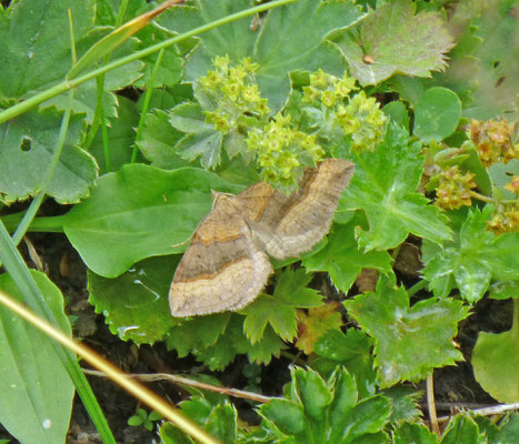 Scotopteryx chenopodiata - Bruinbandspanner