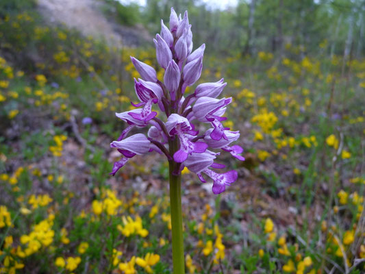 Orchis militaris - Soldaatje
