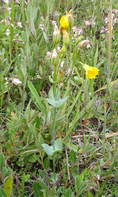 Blackstonia perfoliata subsp. perfoliata - Zomerbitterling