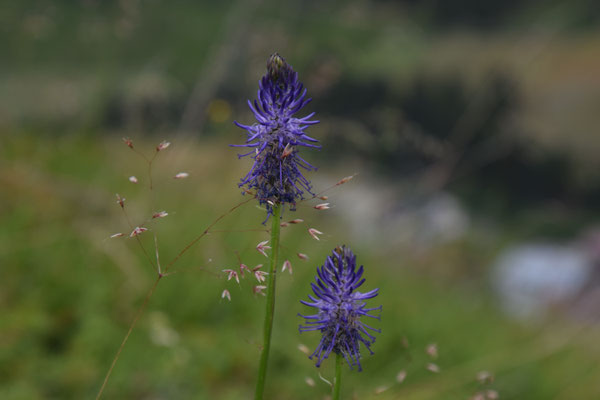 Phyteuma spicatum nigrum - Zwartblauwe rapunzel