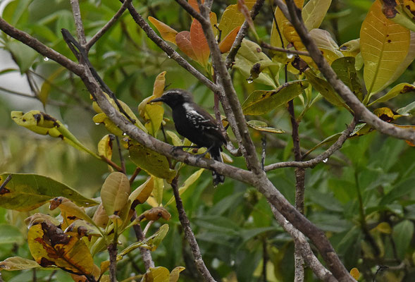 White-fringed Antwren