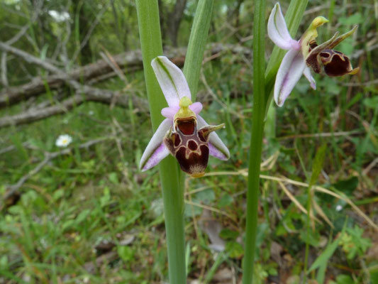 Ophrys scolopax