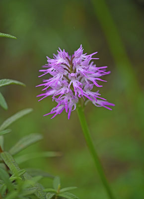 Italiaanse orchis