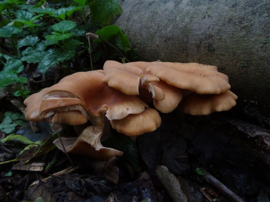 Lepista flaccida - Roodbruine schijnridderzwam