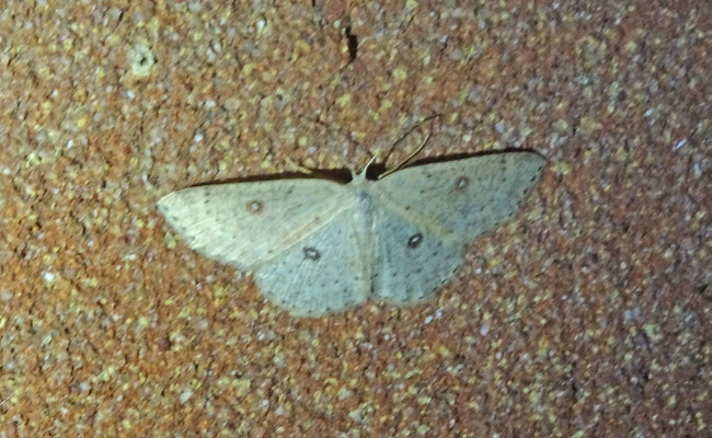 Cyclophora albipunctata - Berkenoogspanner