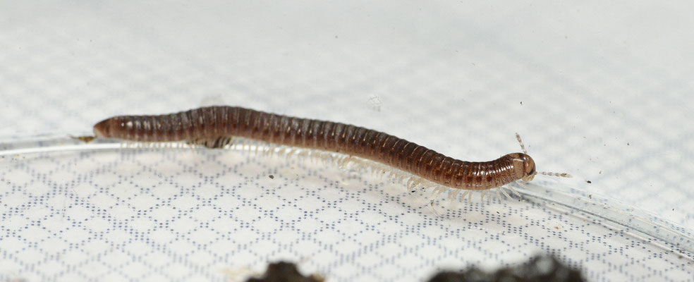 slangmiljoenpoot spec.