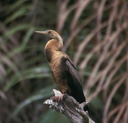 Anhinga rufa - African Darter