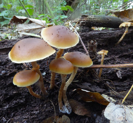 Galerina autumnalis - Kraagmosklokje
