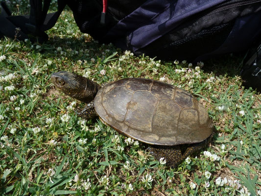 Emys orbicularis (Europese moerasschildpad)