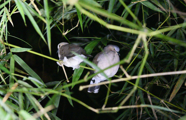 Pale-vented Dove