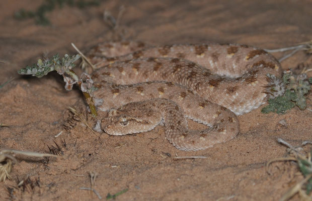 Cerastes gasperetti mendelssohni