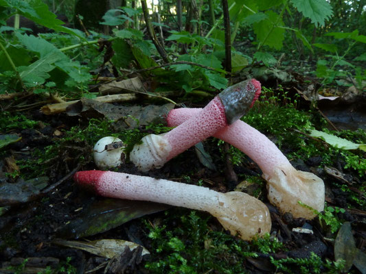 Mutinus ravenelii - Roze stinkzwam