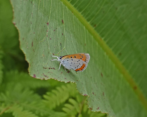 Grote vuurvlinder
