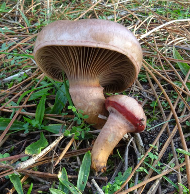 Koperrode spijkerzwam