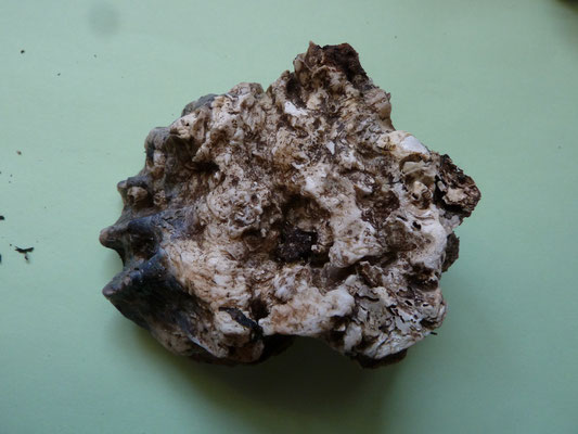 Crassostrea gigas - Japanse oester