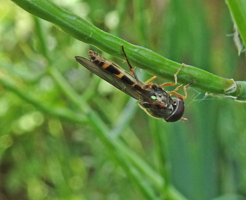 Melanostoma scalare - Slanke driehoekszweefvlieg