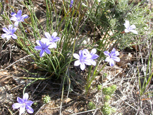 Aphyllanthes monspeliensis - Blauwe bieslelie